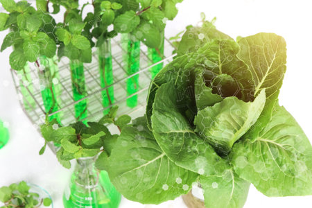 Biology experiment with green vegetables in laboratory, educational science experimentsの写真素材
