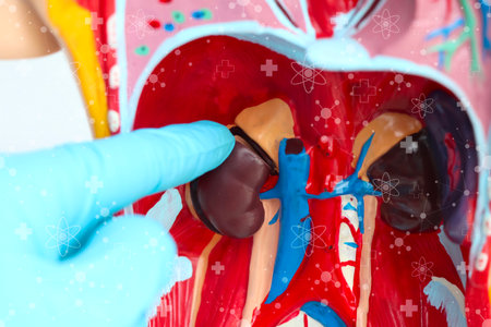 kidney, Model of internal organs of the body, medical educationの写真素材