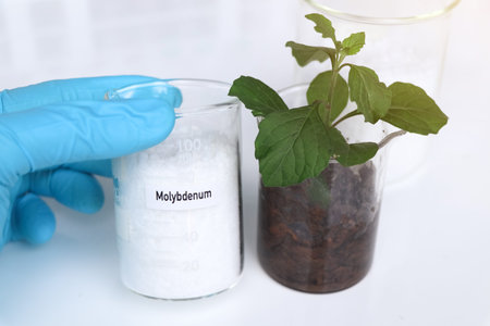 Molybdenum fertilizer, Experimenting with chemical fertilizers for agriculture, scientific...