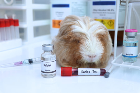 Rabies vaccine in a vial, immunization and treatment of infection, scientific experimentの写真素材