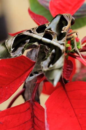 Butterflyの写真素材