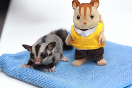 Sugar Glidersの写真素材