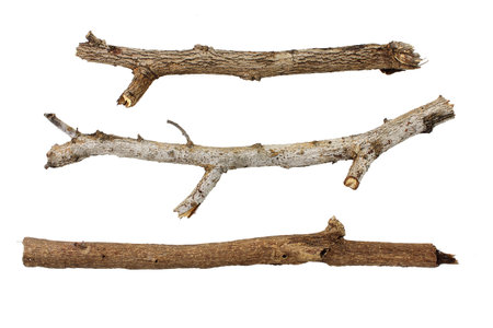 Branches isolated on white background.