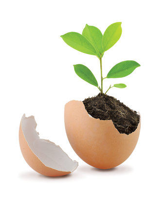 Young Green Plant with Soil in eggshell Isolated on white background   