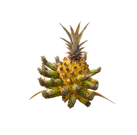 Pineapple with thorns Can be used to decorate the garden isolated on white background