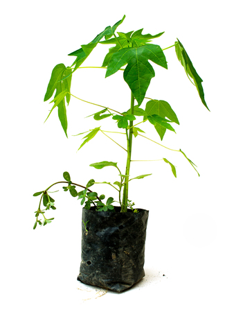 seedling of Papaya in planting pot on white background isolatedの写真素材