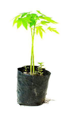 seedling of Papaya in planting pot on white background isolatedの写真素材