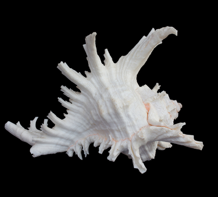 Shell use used as a decoration. The background is blackの写真素材