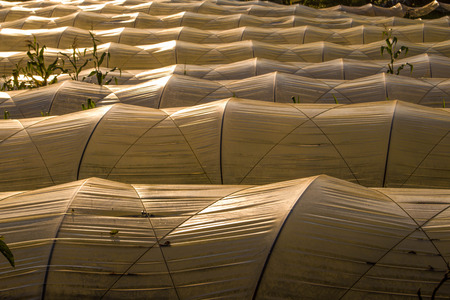 roof plastic greenhousel With the morning skyのeditorial素材