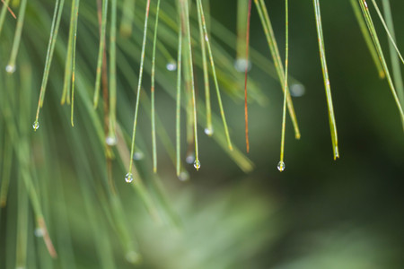 Closeup water or dew drops on green pine leaves After rainの写真素材