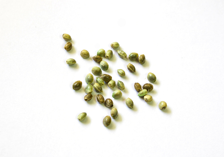 Hemp seeds on white background,marijuanaの写真素材