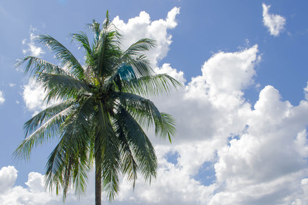 tree coconut the garden with blue Cloud sky backgroundの写真素材