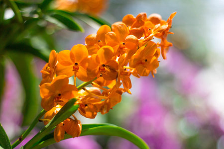 Orange Closeup of Orange Orchids flowers and green leaves background in garden