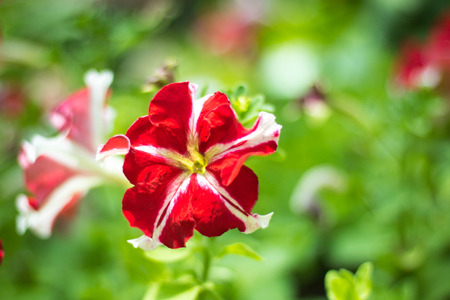 Closeup red flowers and green leaves background in gardenの写真素材
