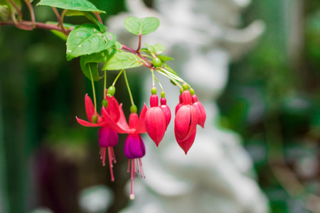Closeup red flowers and green leaves background in gardenの写真素材