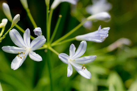 Closeup White flowers and green leaves background in gardenの写真素材
