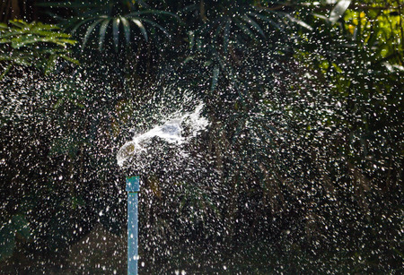Water sprinkler in garden for watering plantsの写真素材