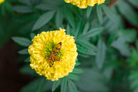 close-up Insect on beautiful marigold flowers in the garden.In the morning, look freshの写真素材