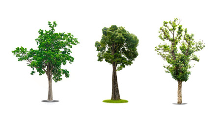 collection of tree in the garden isolated on white backgroundの写真素材