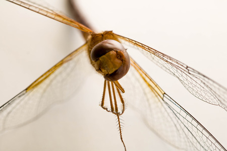 Close-up Dragonfly on white background.の写真素材