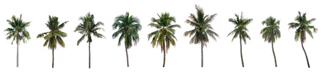 Collection nine Palm coconut on white backgroundの写真素材