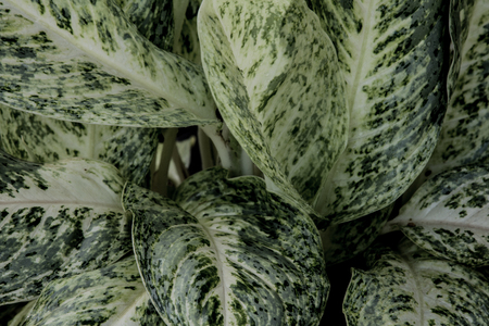 Close-up Leaves,leaf texture for pattern and background.の写真素材