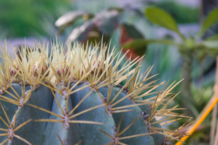 Close-up Cactus in the garden .Shallow depth of field