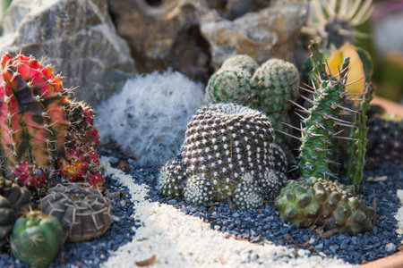 Cactus in the garden .Shallow depth of field