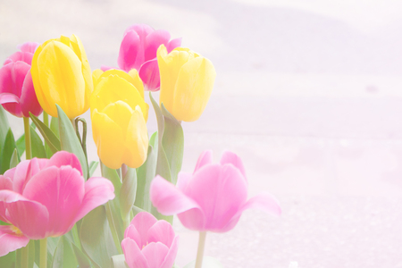 Tulips flower and floral soft blur background in pastel tones.の写真素材