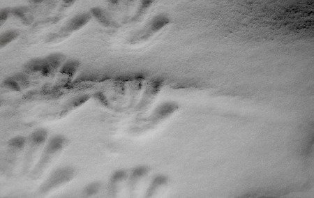 Handprint on snow texture. Abstract background with copy spaceの写真素材