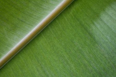 Close-up Banana leaves Abstract striped natural backgroundの写真素材
