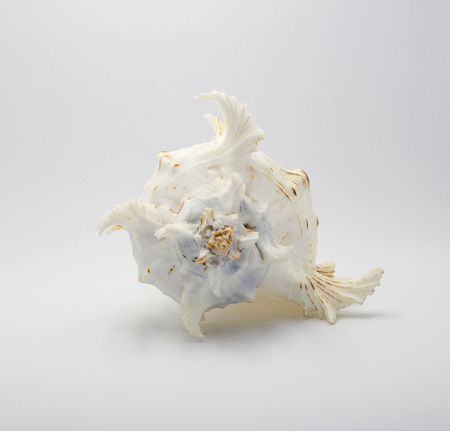 Shell use used as a decoration on white background with copy spaceの写真素材