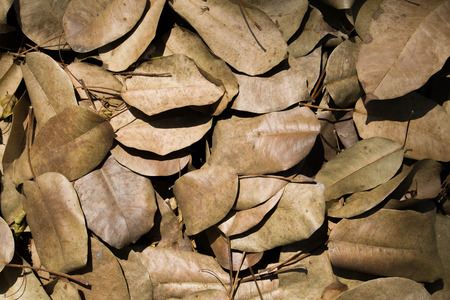 Dry leaves background, Dried leaves Overlap ,texture. Abstract backgroundの写真素材