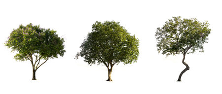 collection of tree in the garden isolated on white background