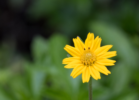 Close-up Yellow flower Bloom in the morning on green background with copy spaceの写真素材