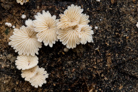 Close-up fungus growing ,Mushroom on  wood dark background with copy spaceの写真素材