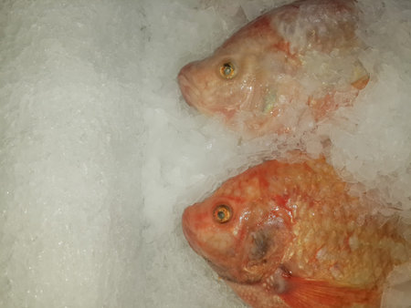 Fresh Red Tilapia Fish on ice for sale in market with copy space