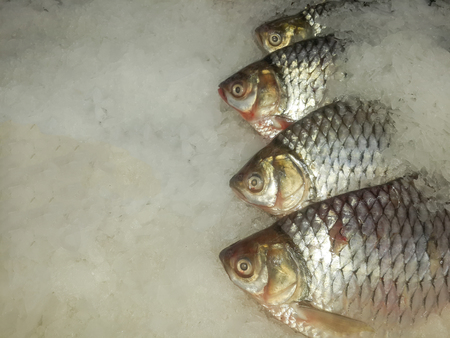 Fresh  Tilapia Fish on ice for sale in market with copy spaceの写真素材