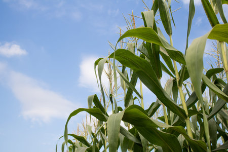 Corn farm on hill with blue Cloud sky background