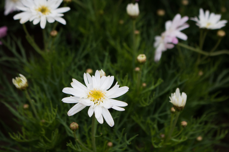 Close-up Spanish needle' white flowers on green backgroundの写真素材