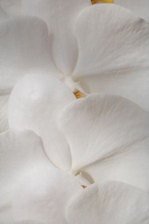 Close-up white Phalaenopsis or Moth dendrobium Orchid flower in tropical garden Floral  with copy spaceの写真素材