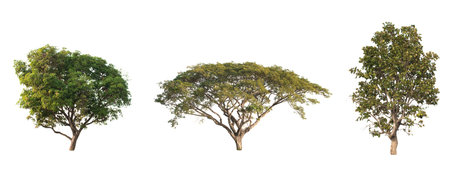 collection of tree in the garden isolated on white background