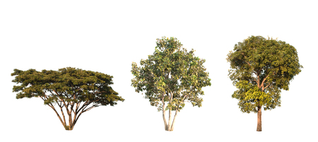 collection of tree in the garden isolated on white backgroundの写真素材
