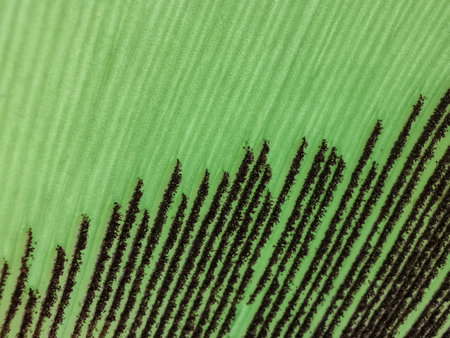 Closeup green leaf pattern texture for background