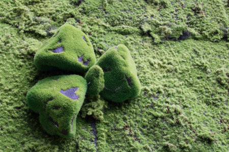 Green moss covered stone texture, background