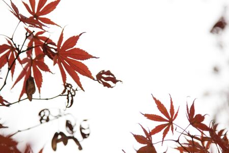 Beautiful Colorful maple Leaves on the tree with copy spaceの写真素材