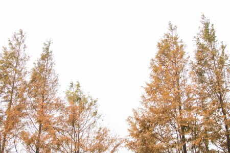 Yellow pine leaves on white background with copy spaceの写真素材