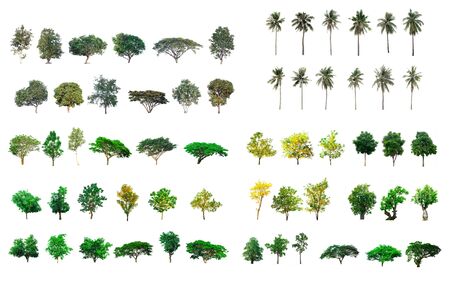 Collect tree species isolated on white backgroundの写真素材
