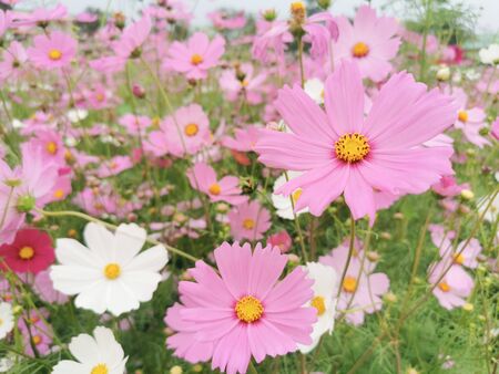 Close-up Pink flower  in the garden. and Morning light Is a beautiful flowerの写真素材