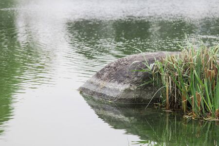 stones and grasses in an environment of water in public parkの写真素材